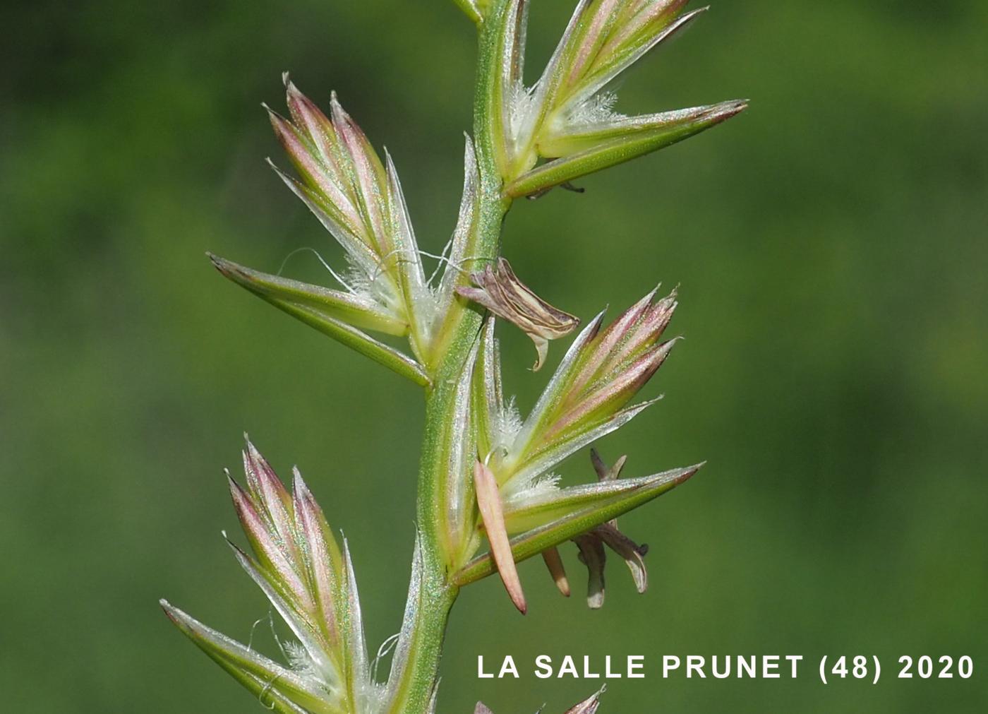 Rye-grass, Perennial flower